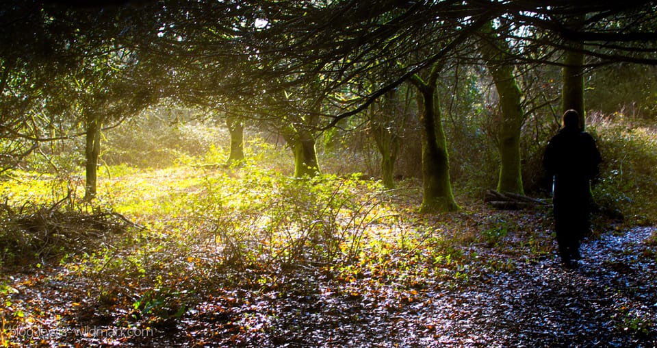 Kingley Vale National Nature Reserve